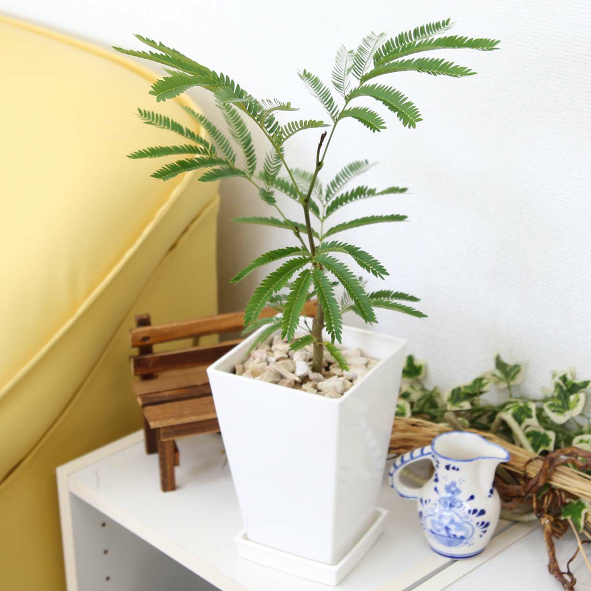 エバーフレッシュ(ネムノキ) 5号