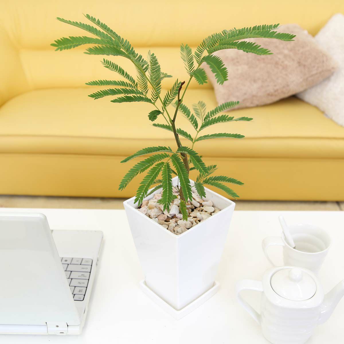 エバーフレッシュ(ネムノキ) 5号