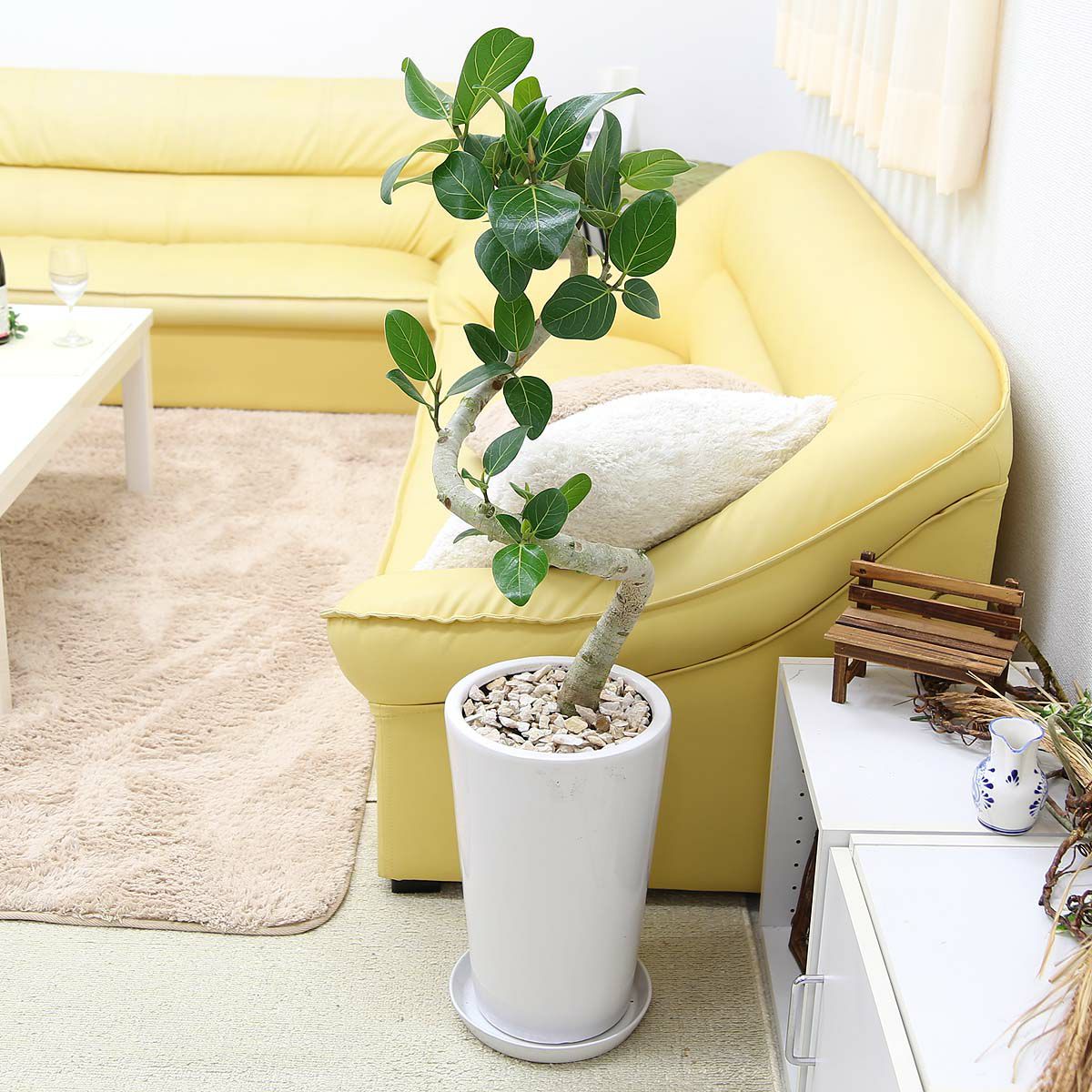 フィカス ベンガレンシス 8号