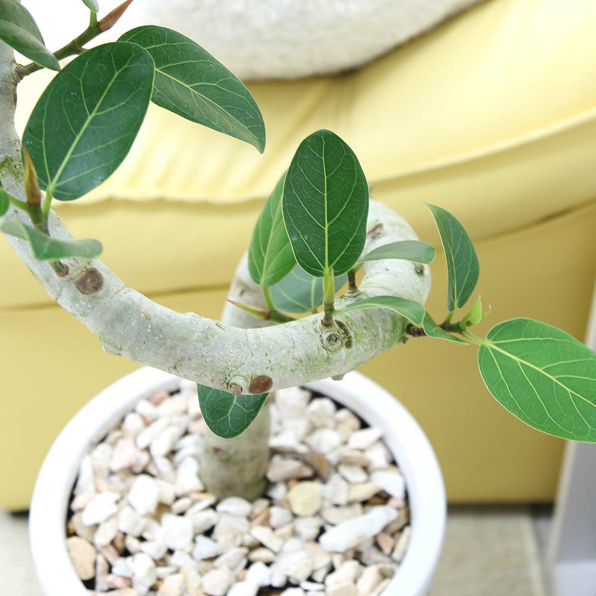 フィカス ベンガレンシス 8号