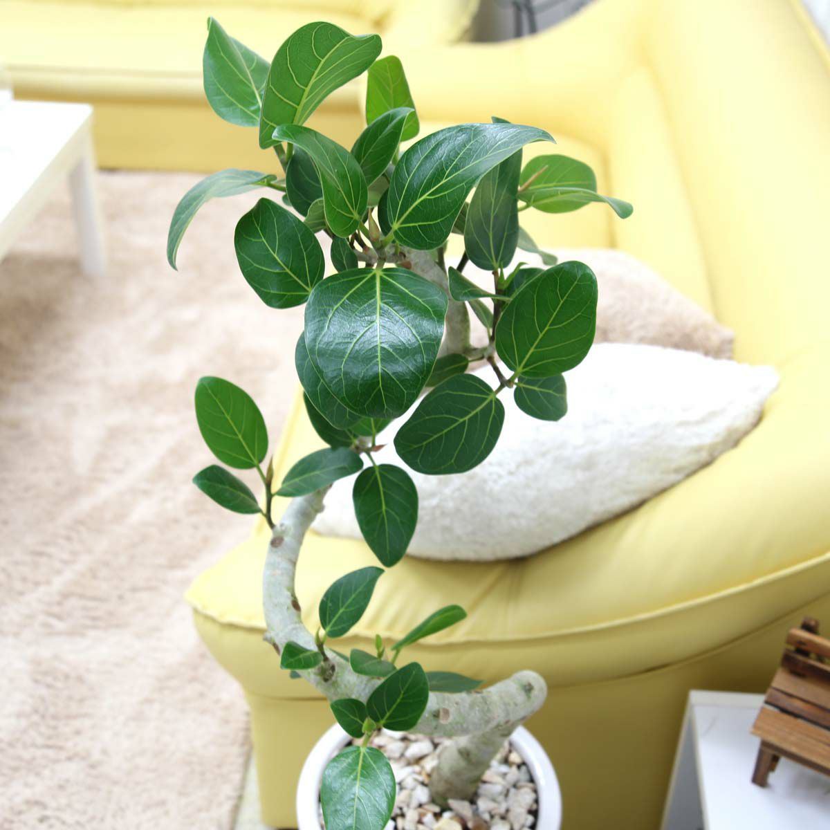 フィカス ベンガレンシス 8号