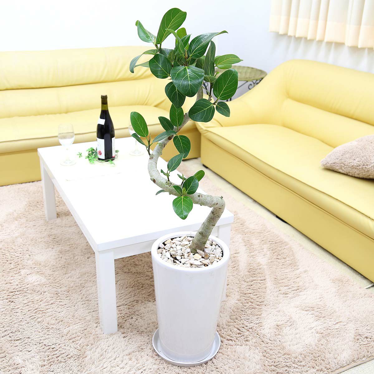 フィカス ベンガレンシス 8号