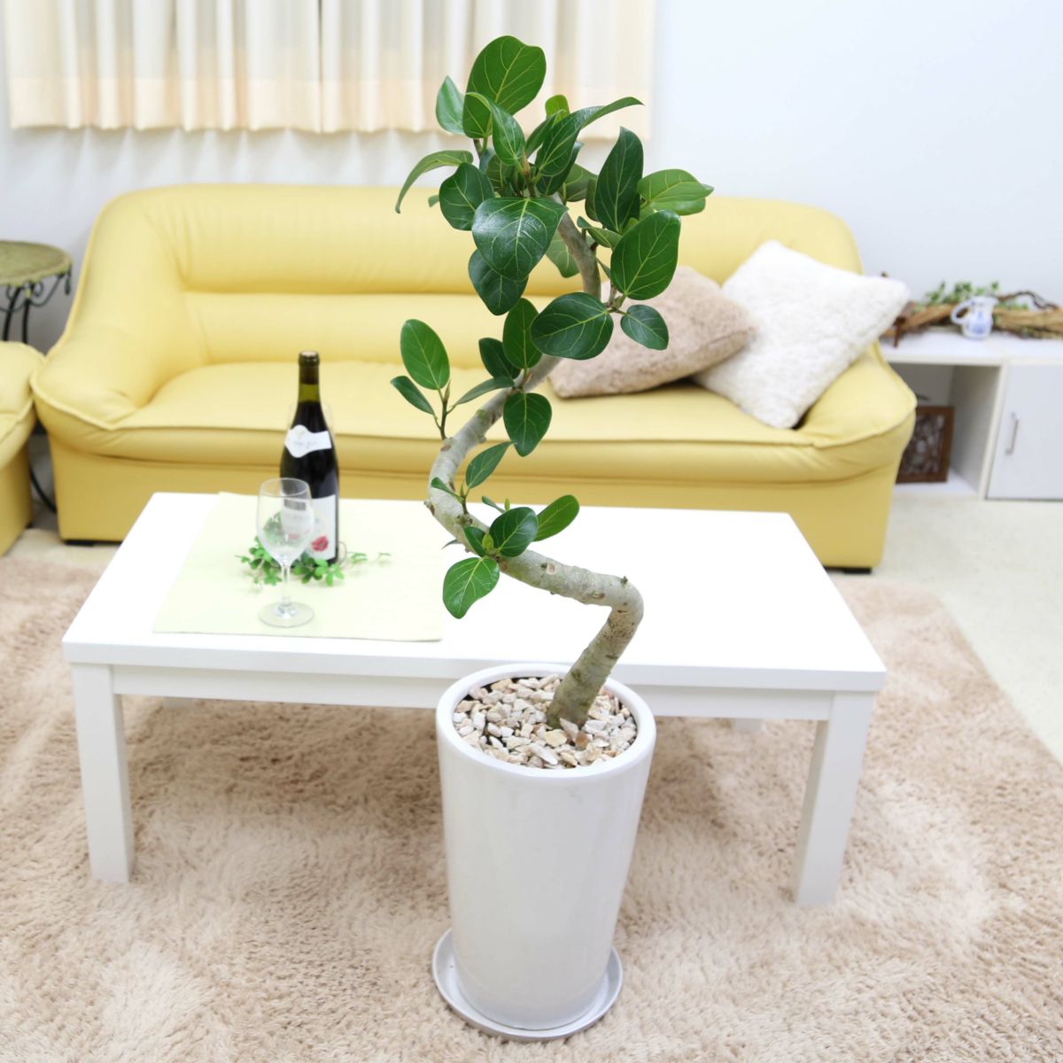 フィカス ベンガレンシス 8号