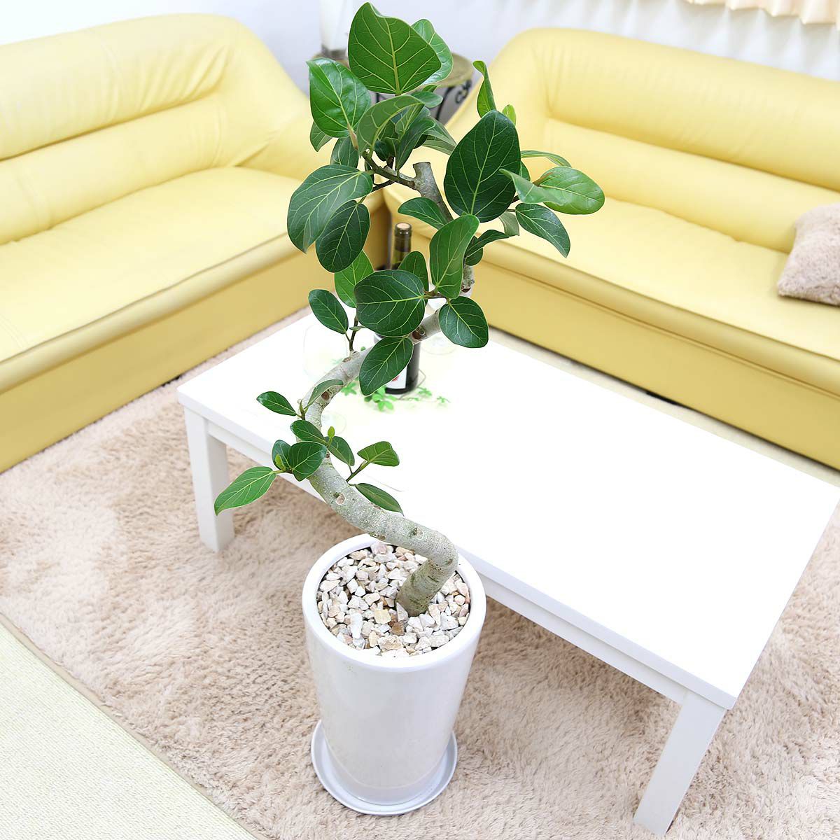 フィカス ベンガレンシス 8号