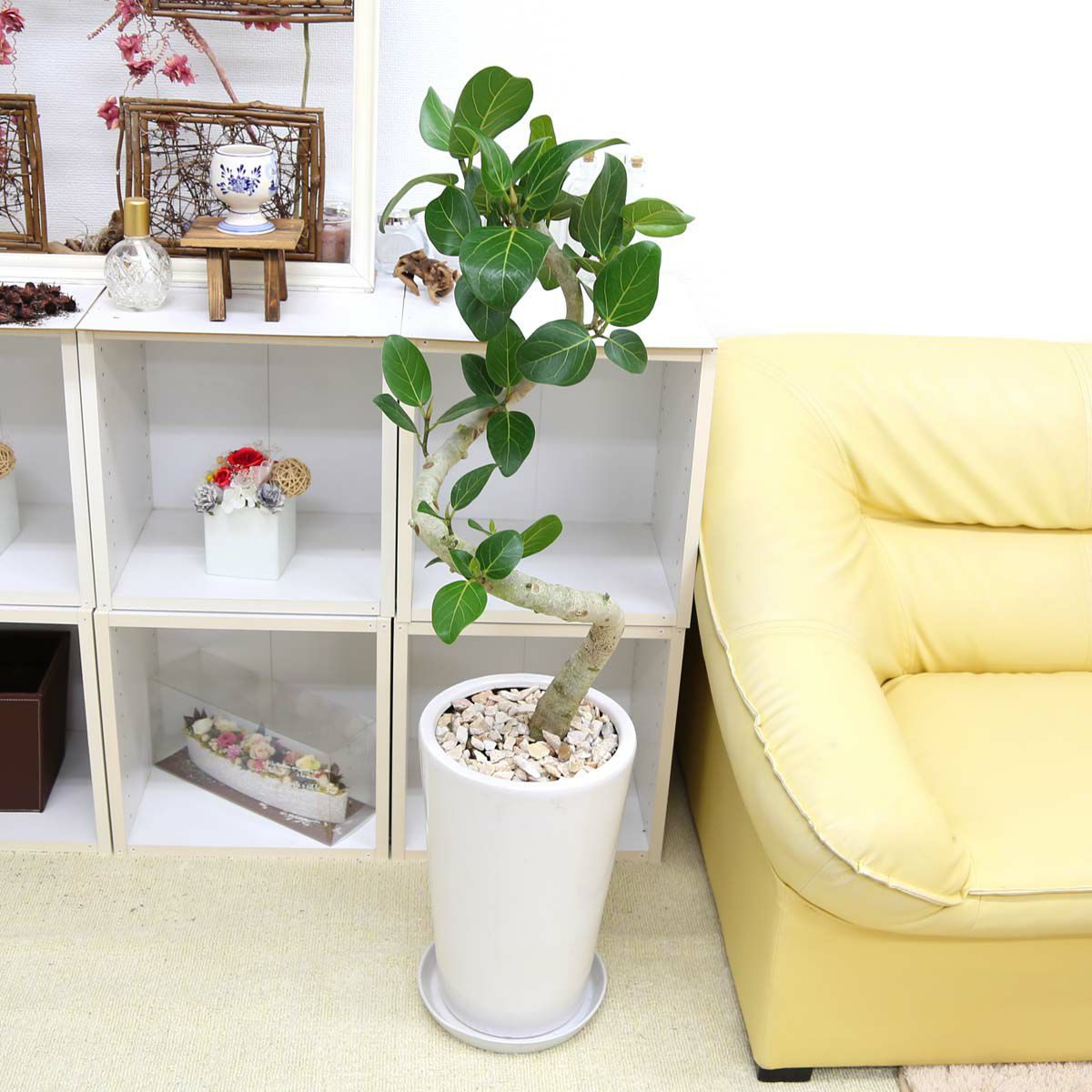 フィカス ベンガレンシス 8号