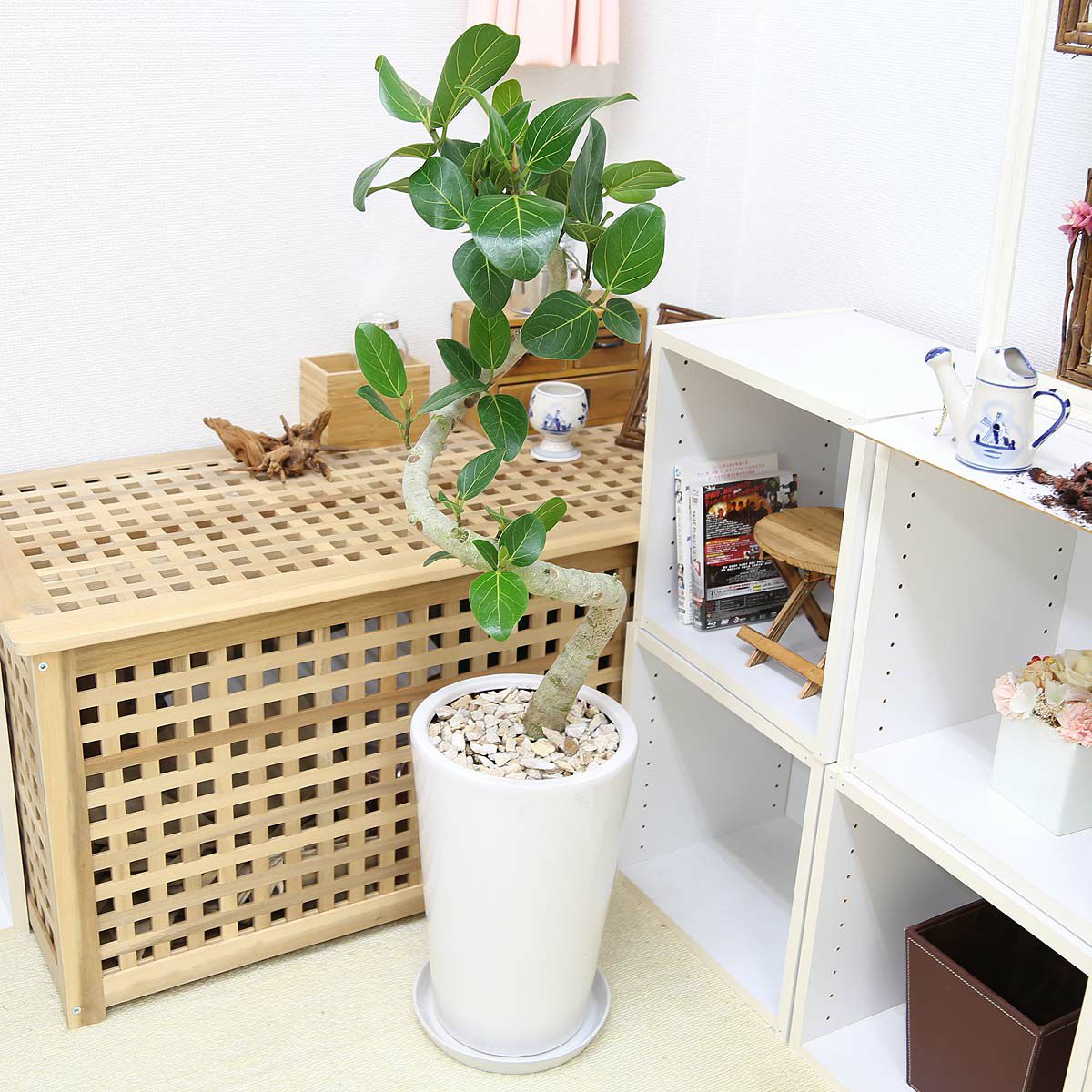 フィカス ベンガレンシス 8号