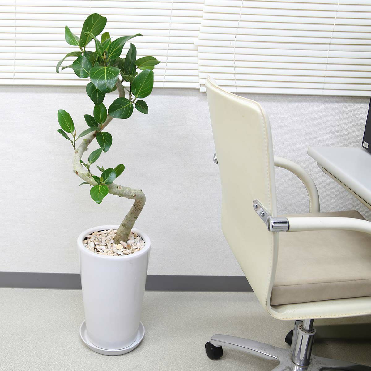 フィカス ベンガレンシス 8号