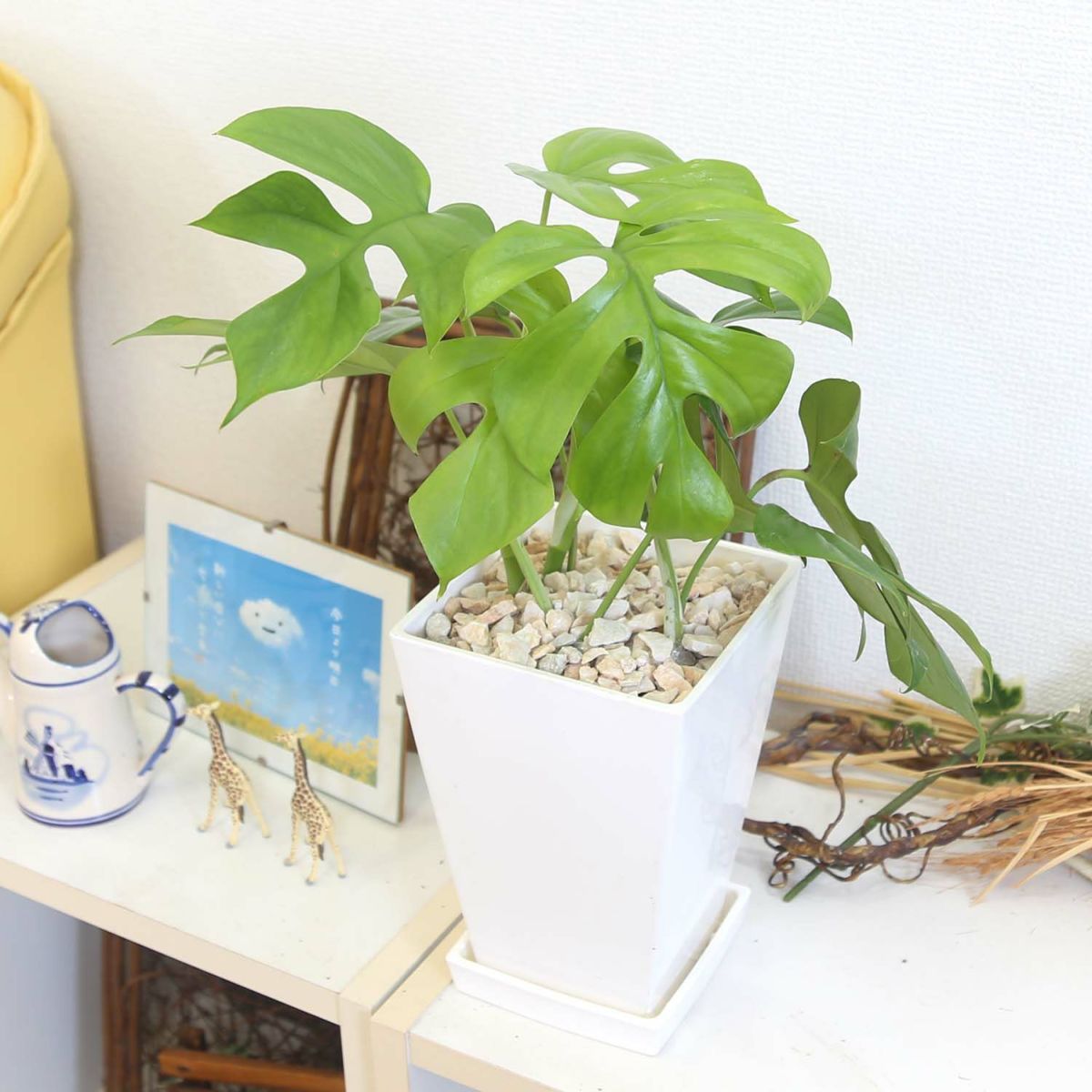  ヒメモンステラ 5号