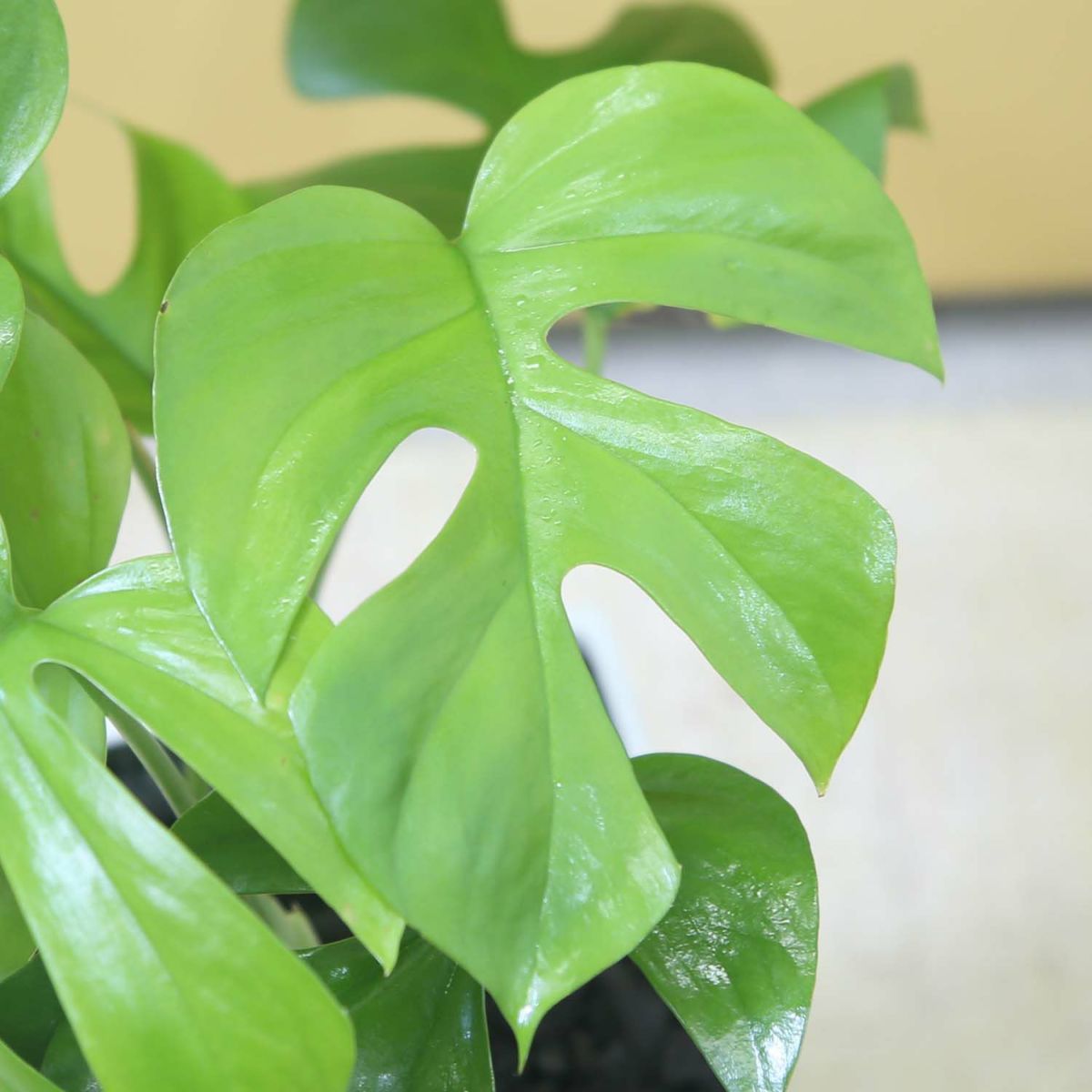  ヒメモンステラ 5号