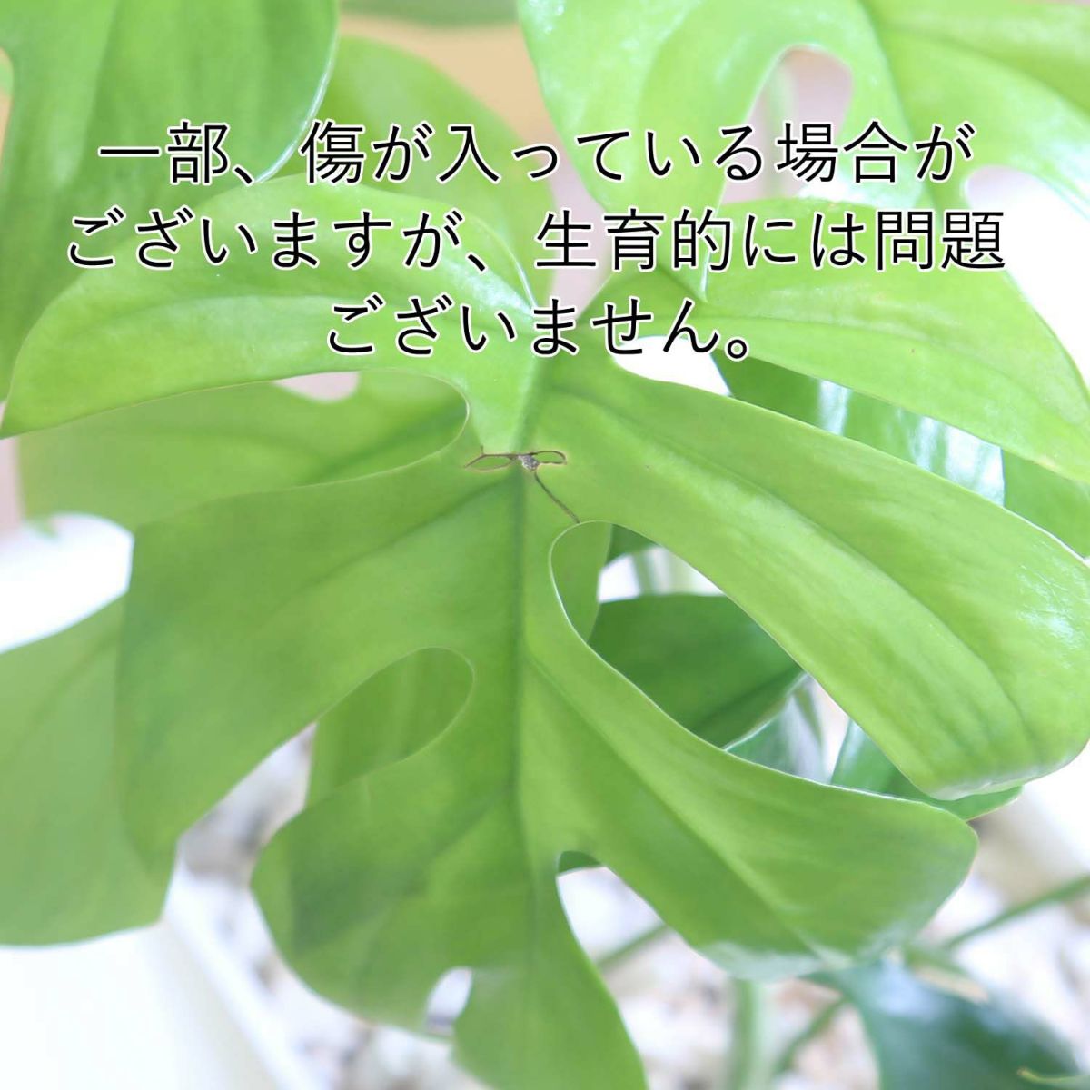  ヒメモンステラ 5号