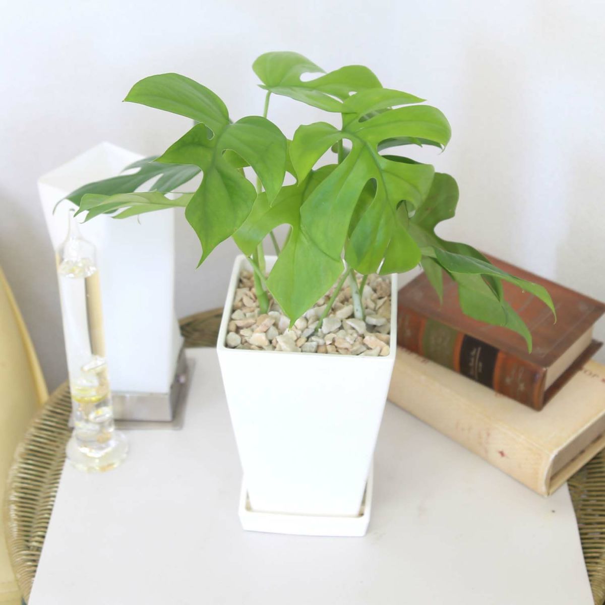  ヒメモンステラ 5号