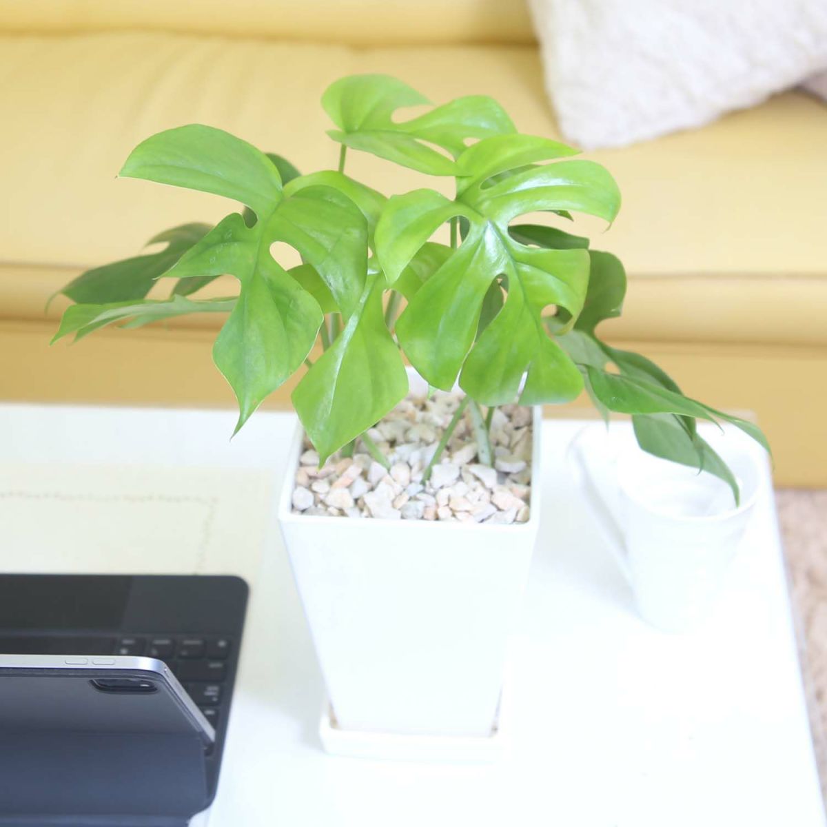  ヒメモンステラ 5号