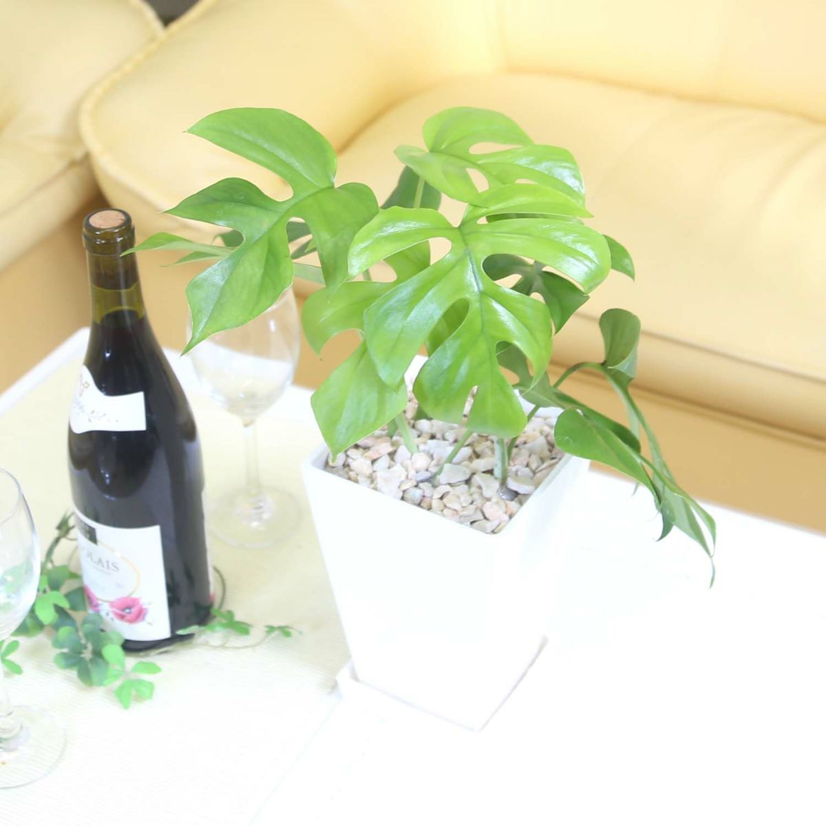  ヒメモンステラ 5号