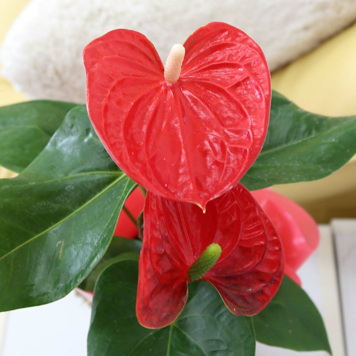 アンスリウム 「レッド」 