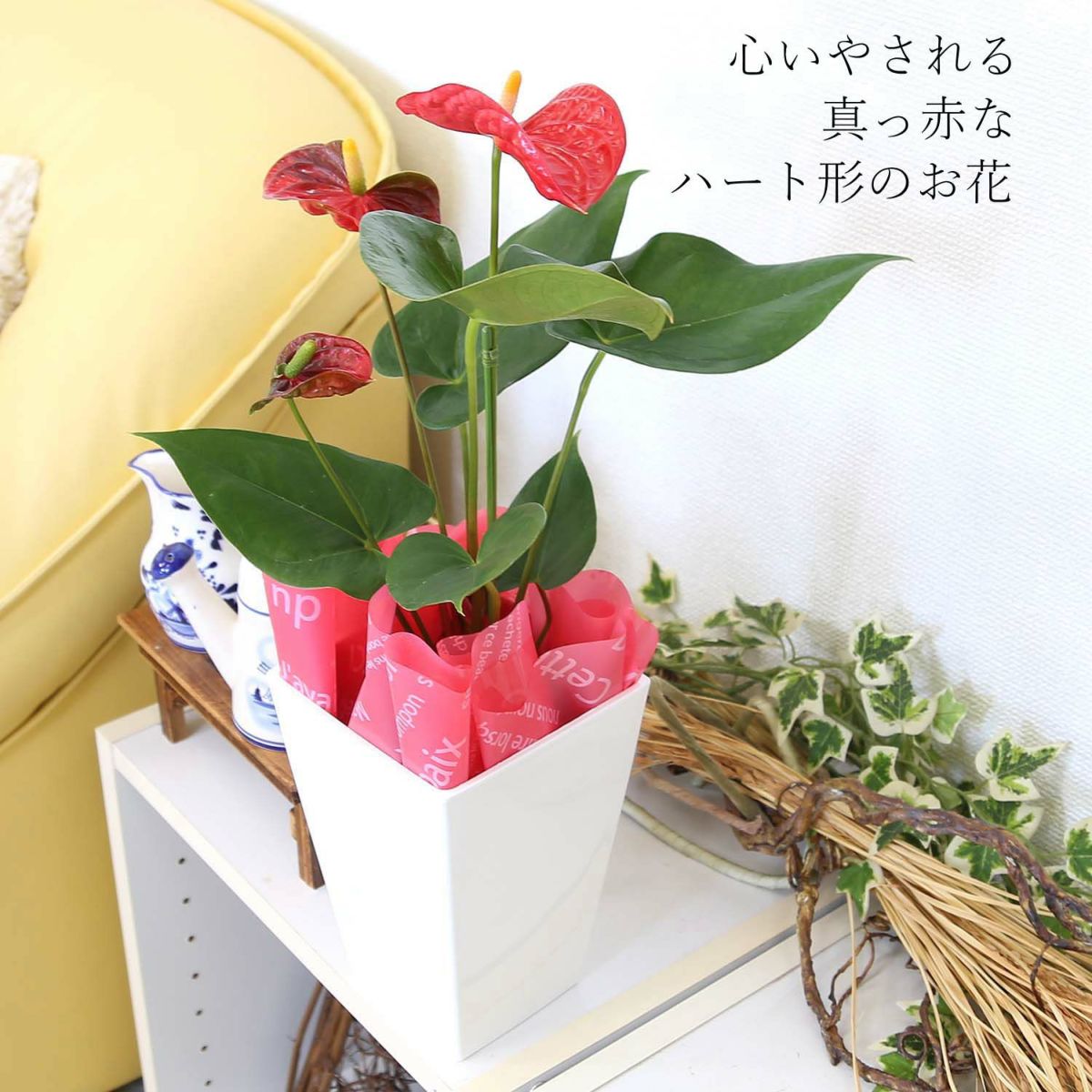 アンスリウム 「レッド」 