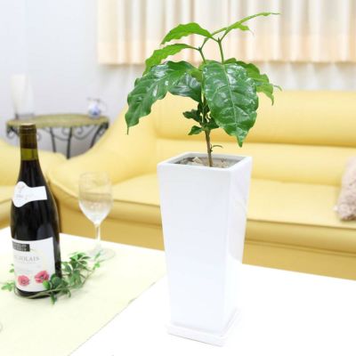 【送料無料】コーヒーの木 5号 ホワイトスクエア陶器鉢 ストレート