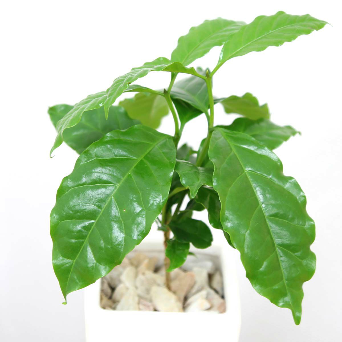 コーヒーの木 5号