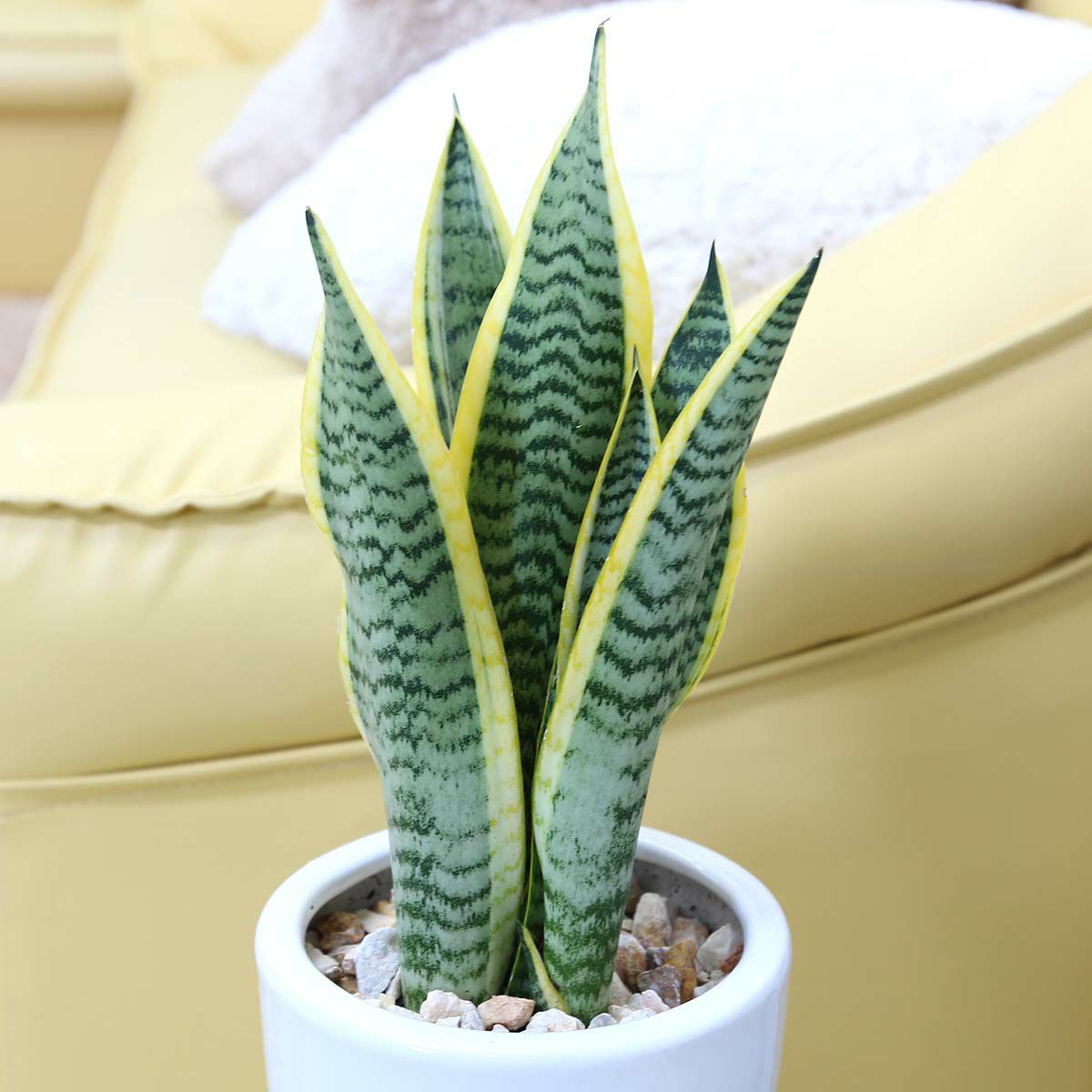 サンスベリア 6号