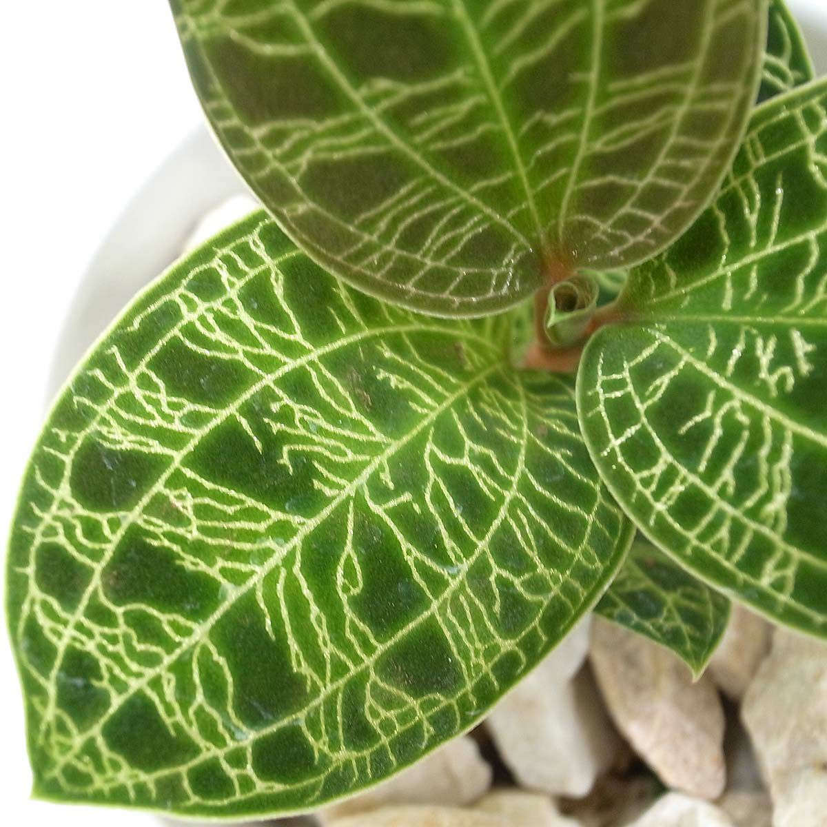 ジュエルオーキッド マコデス