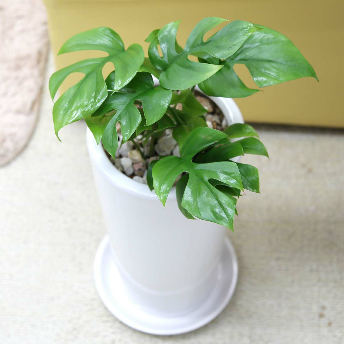 ヒメモンステラ 6号