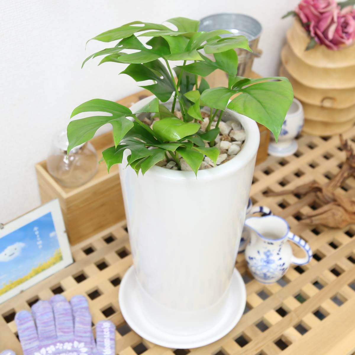 ヒメモンステラ 6号