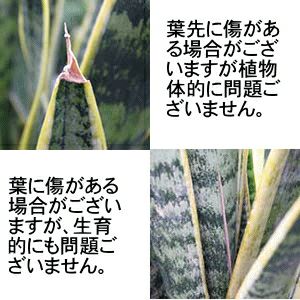 サンスベリアの葉先