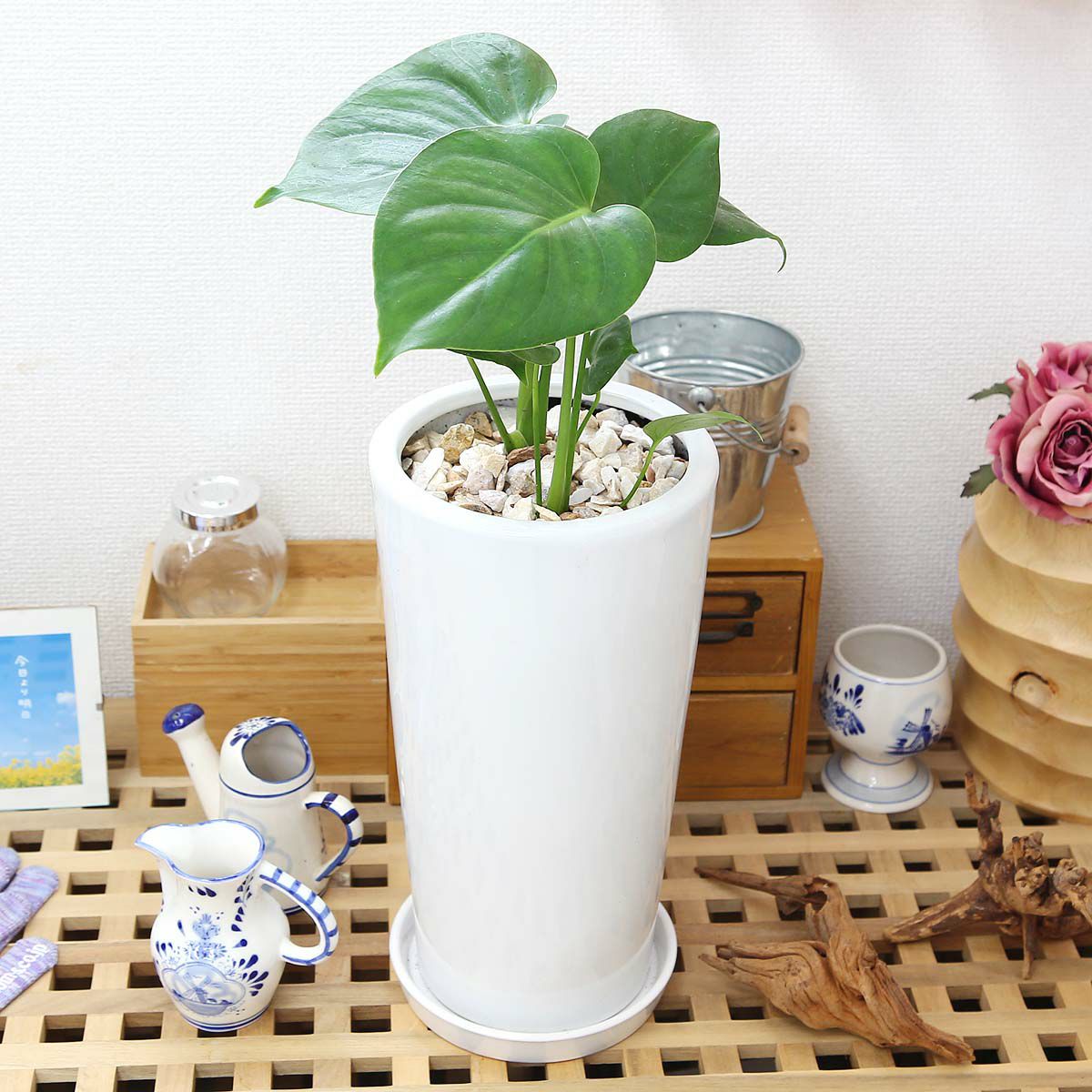 モンステラ 6号