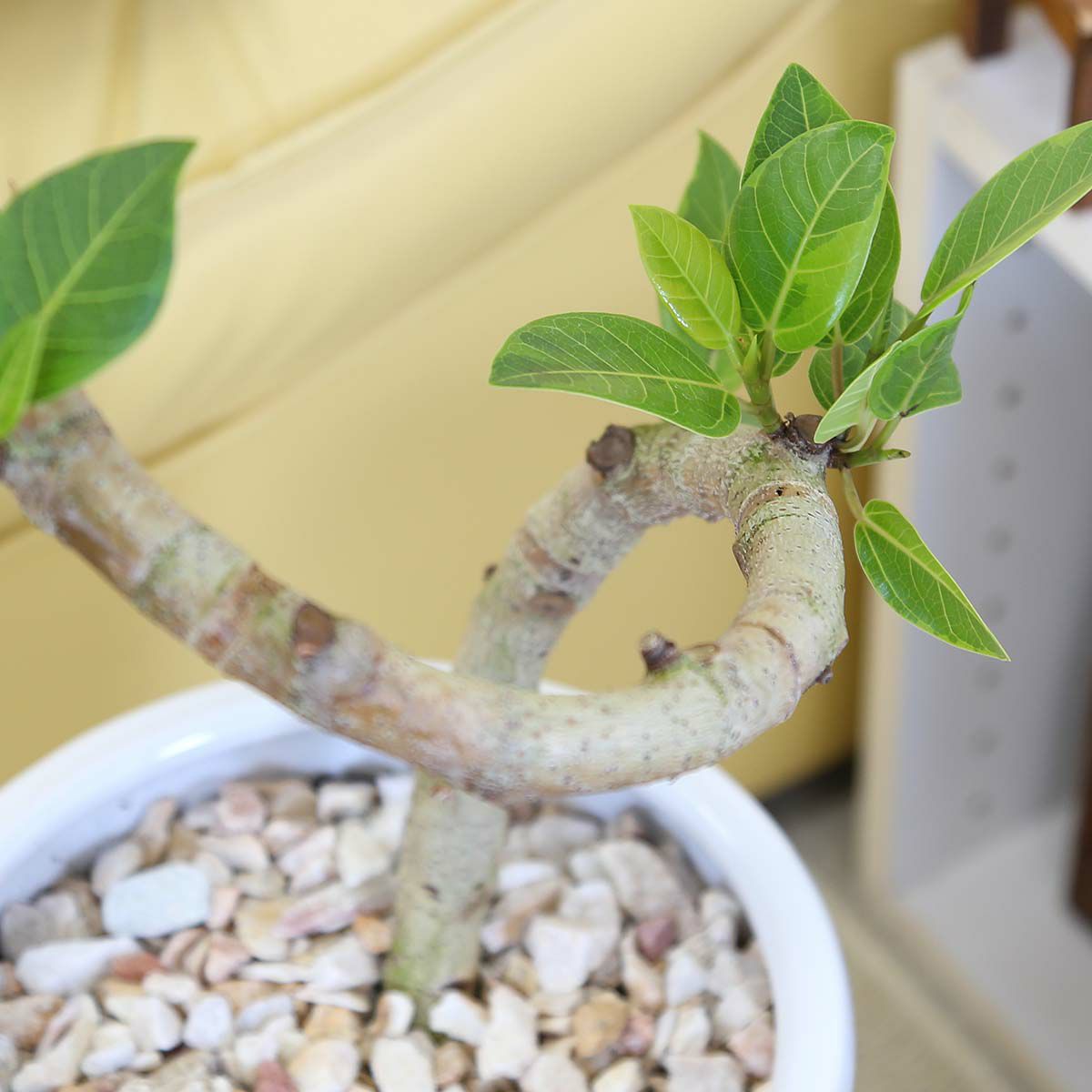 スパイラル仕立てのフィカス アルティシーマ ８号