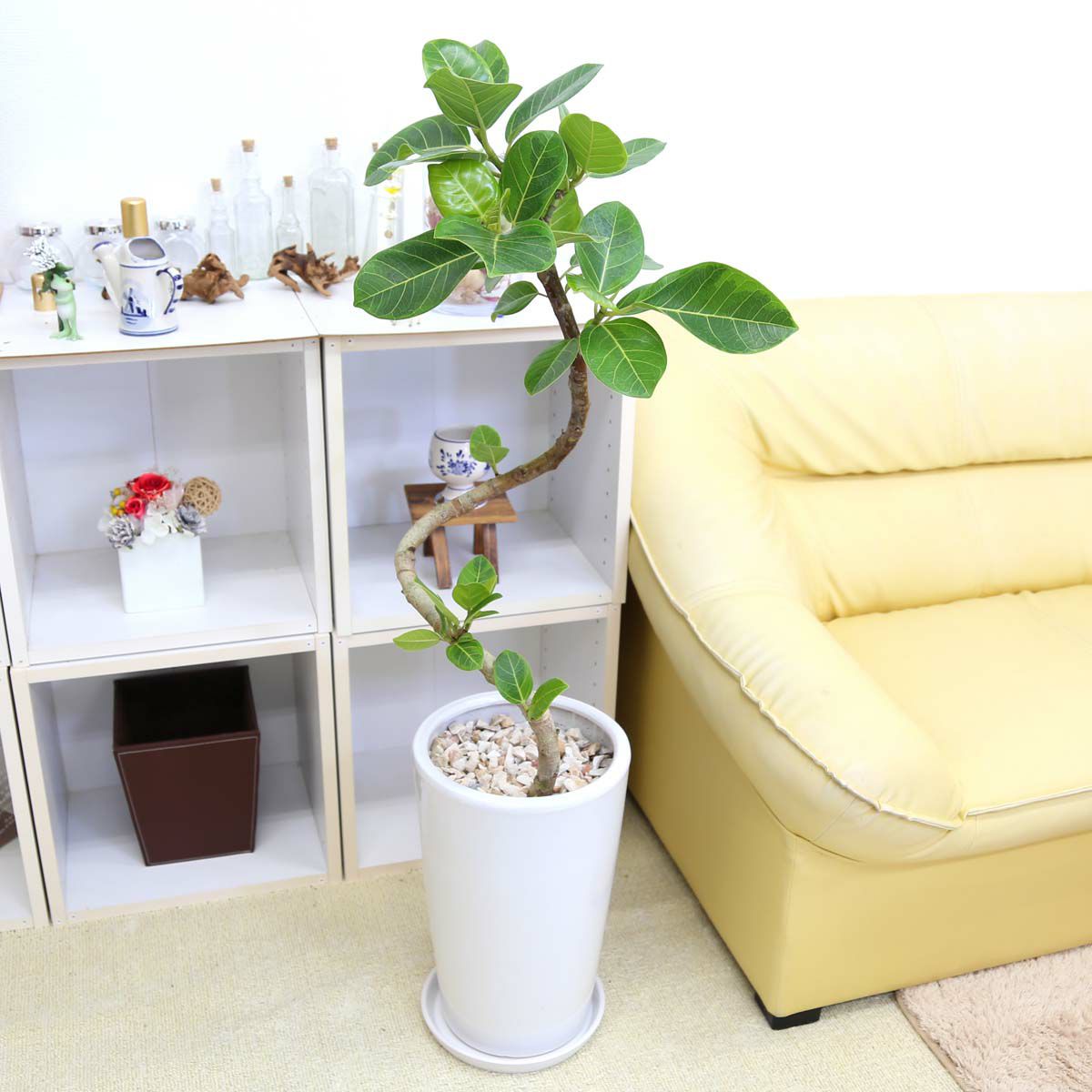 スパイラル仕立てのフィカス アルティシーマ ８号