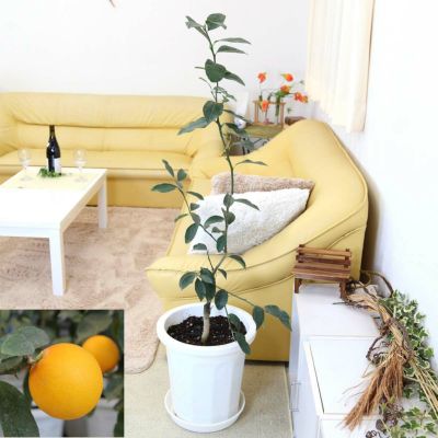 レモンの木 品種 マイヤーレモン 10号＋鉢皿付き