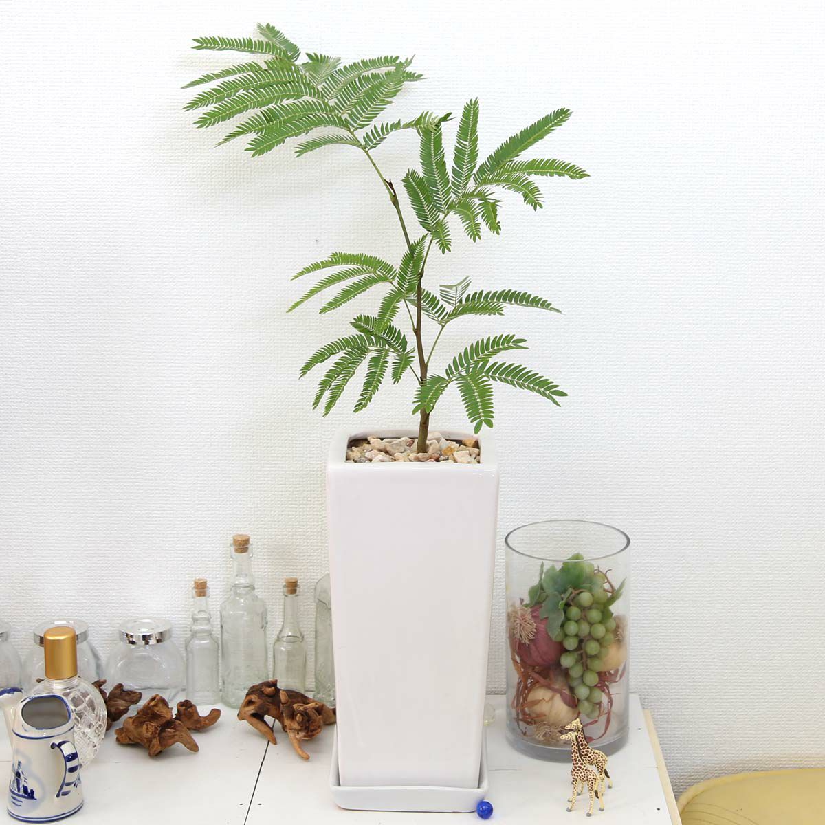 エバーフレッシュ(ネムノキ) 6号