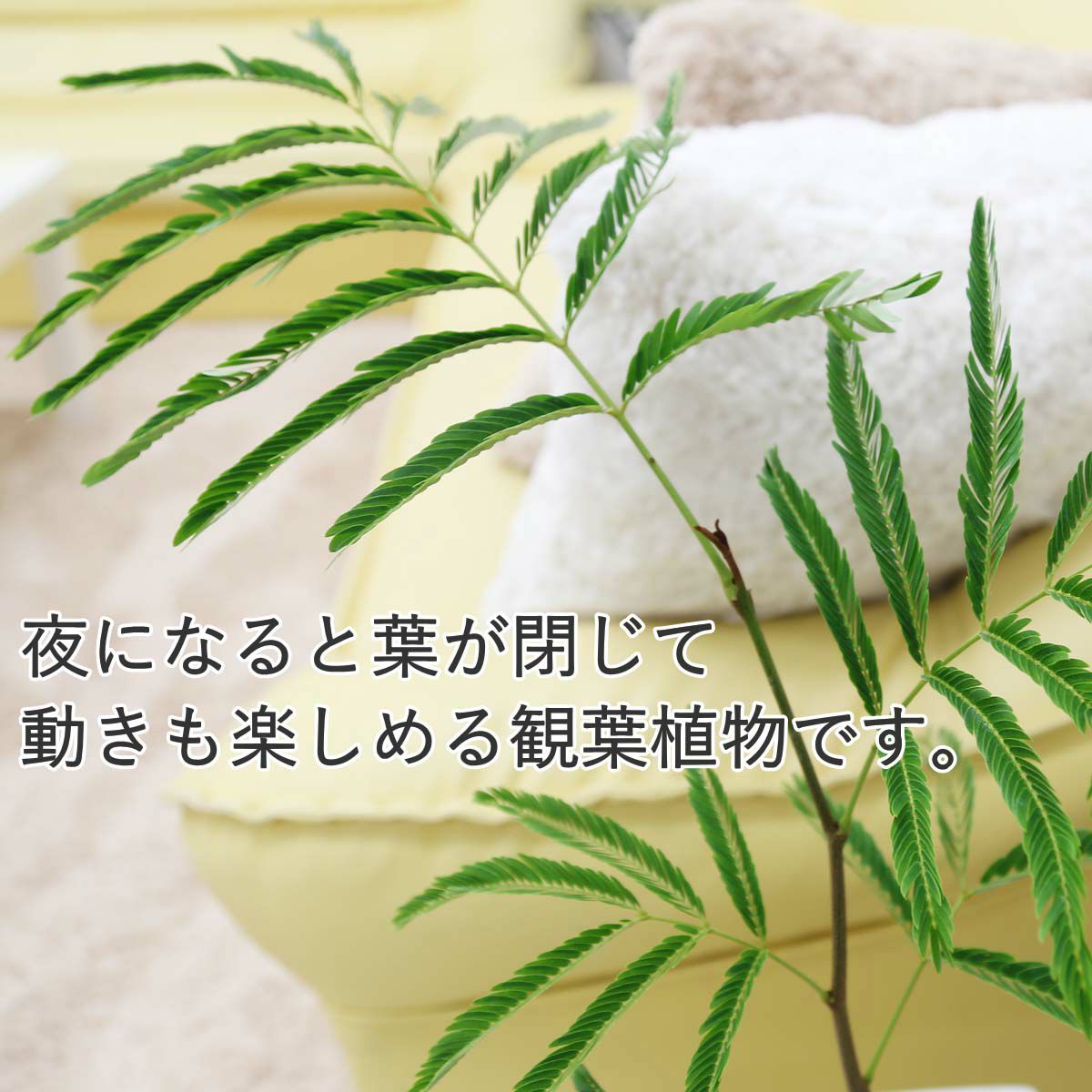 エバーフレッシュ(ネムノキ) 6号