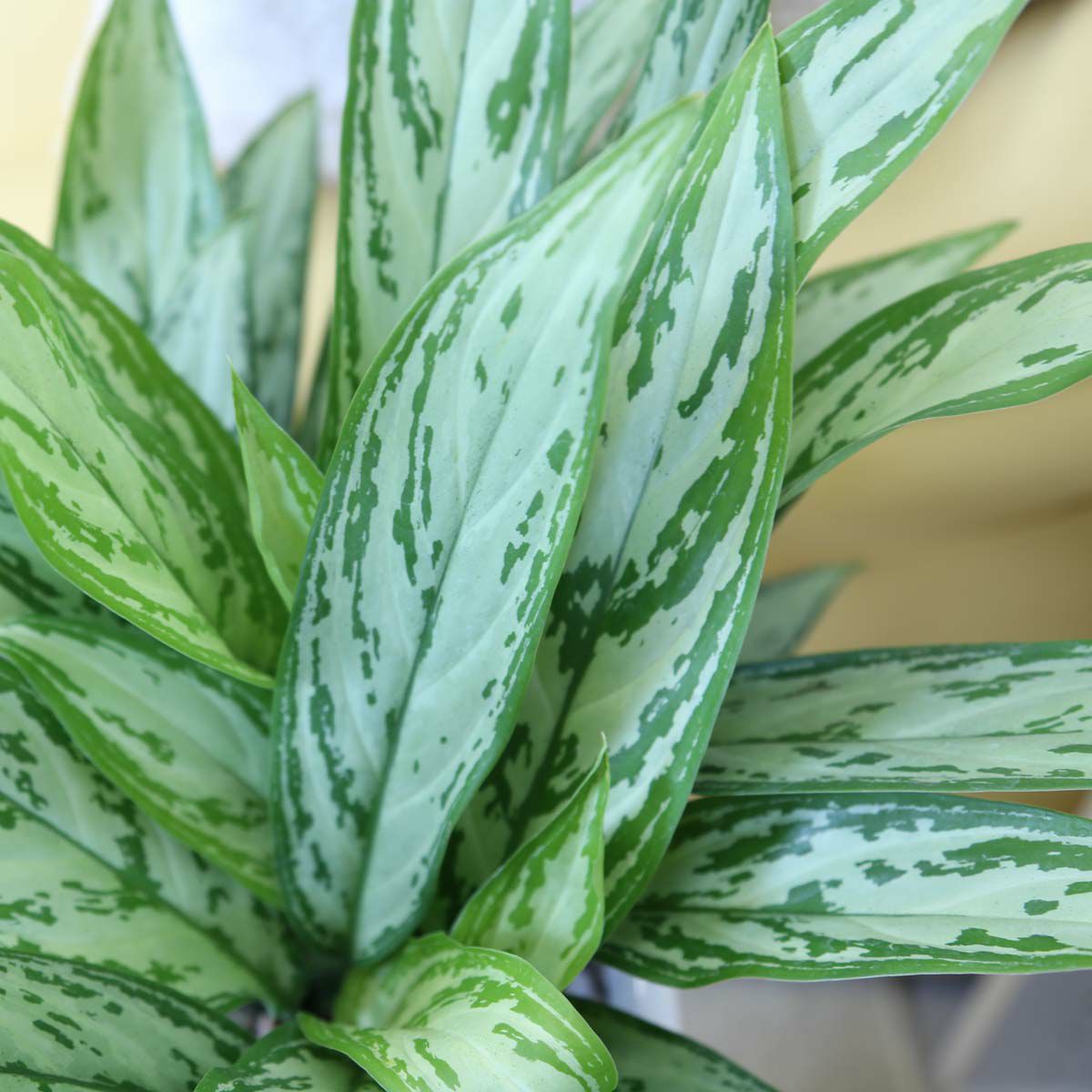 アグラオネマ シルバークィーン 7号