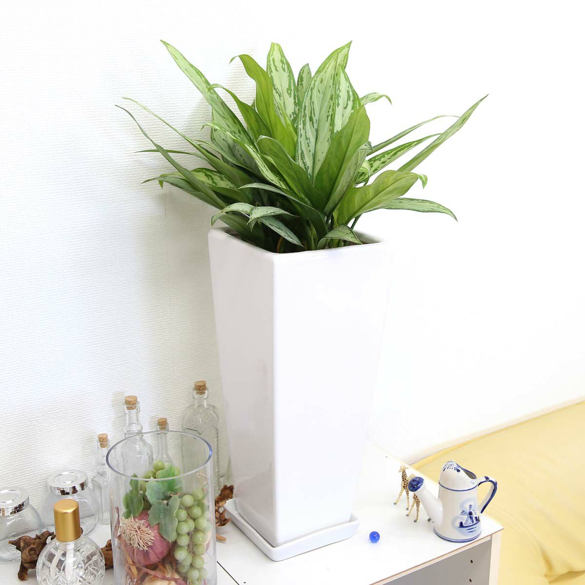 アグラオネマ シルバークィーン 7号