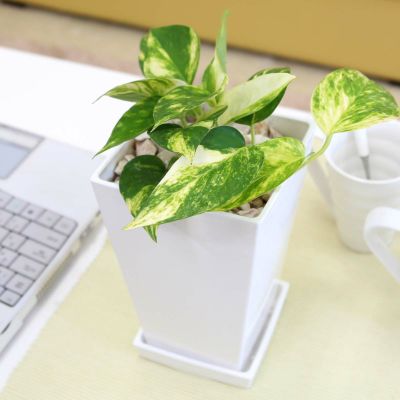 【送料無料】空気も浄化するといわれているポトス 5号 ホワイトスクエアプラスチック鉢+お皿付き