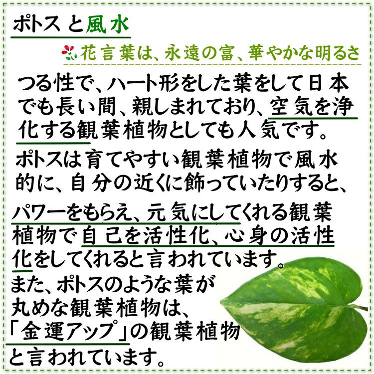 ポトスと風水