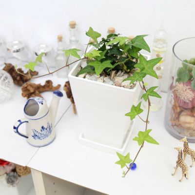 【送料無料】空気も浄化するといわれているアイビー 5号 ホワイトスクエアプラスチック鉢