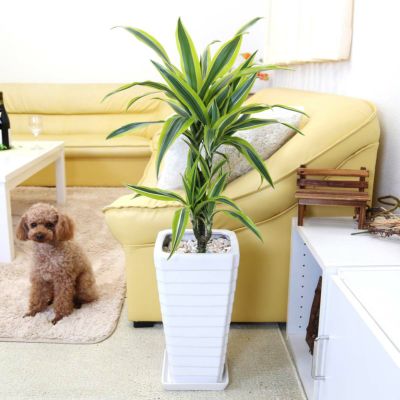 ドラセナ カンボジアーナ 10号 通販 販売｜観葉植物の