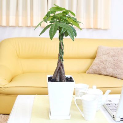 パキラ 編み 5号 プラ鉢 通販 販売 観葉植物のブルーミングスケープ