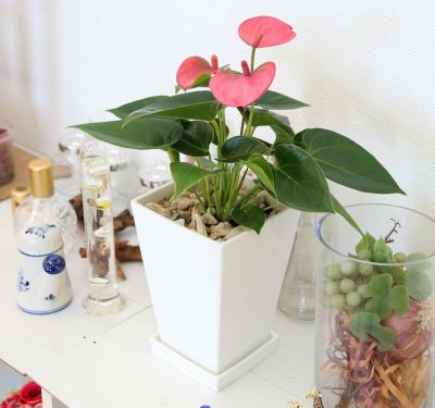 【送料無料】アンスリウム ピンク 5号 スクエアプラスチック鉢