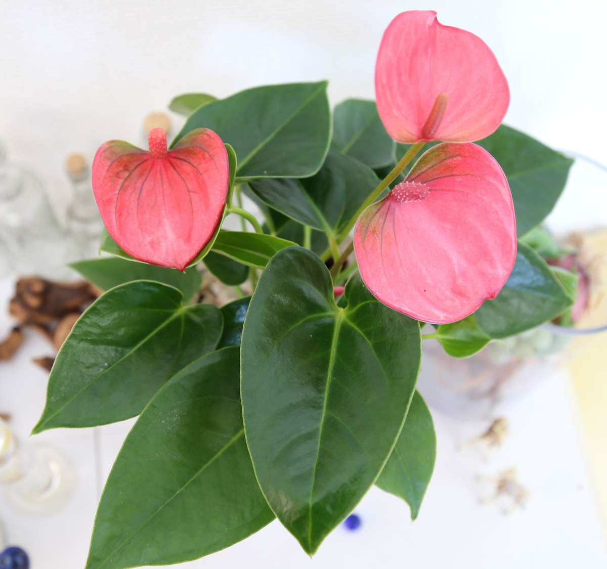 アンスリウム ピンク 5号