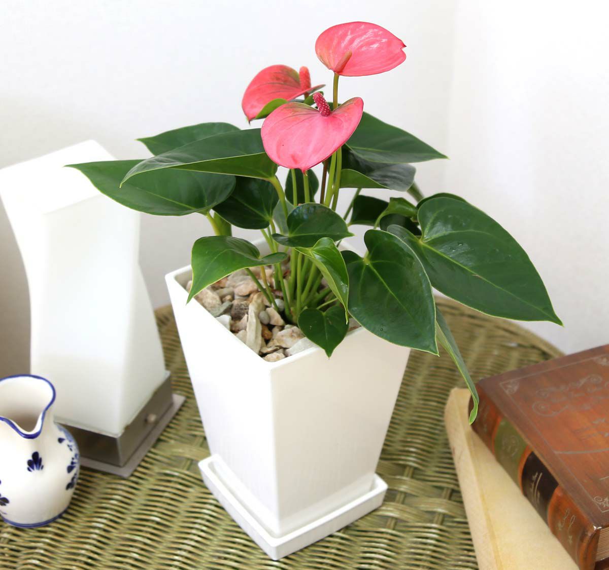 アンスリウム ピンク 5号