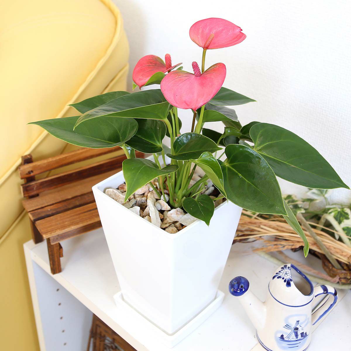 アンスリウム ピンク 5号