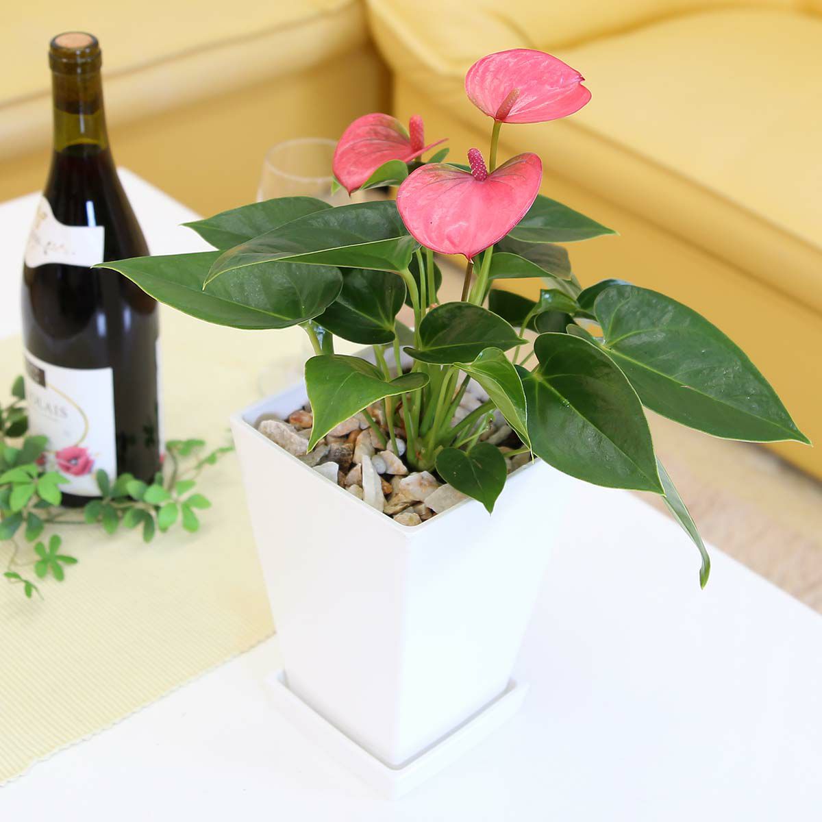 アンスリウム ピンク 5号