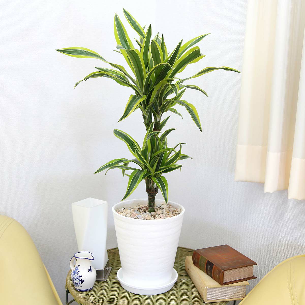 ドラセナ デレメンシス レモンライム 7号