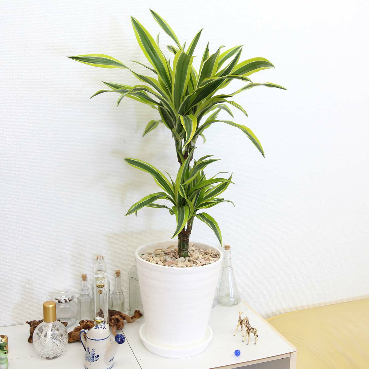 ドラセナ デレメンシス レモンライム 7号