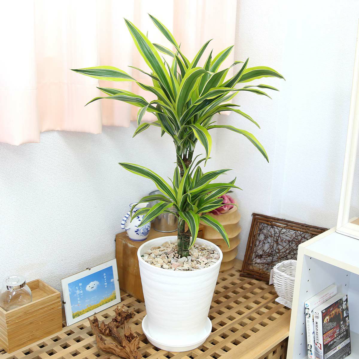 ドラセナ デレメンシス レモンライム 7号