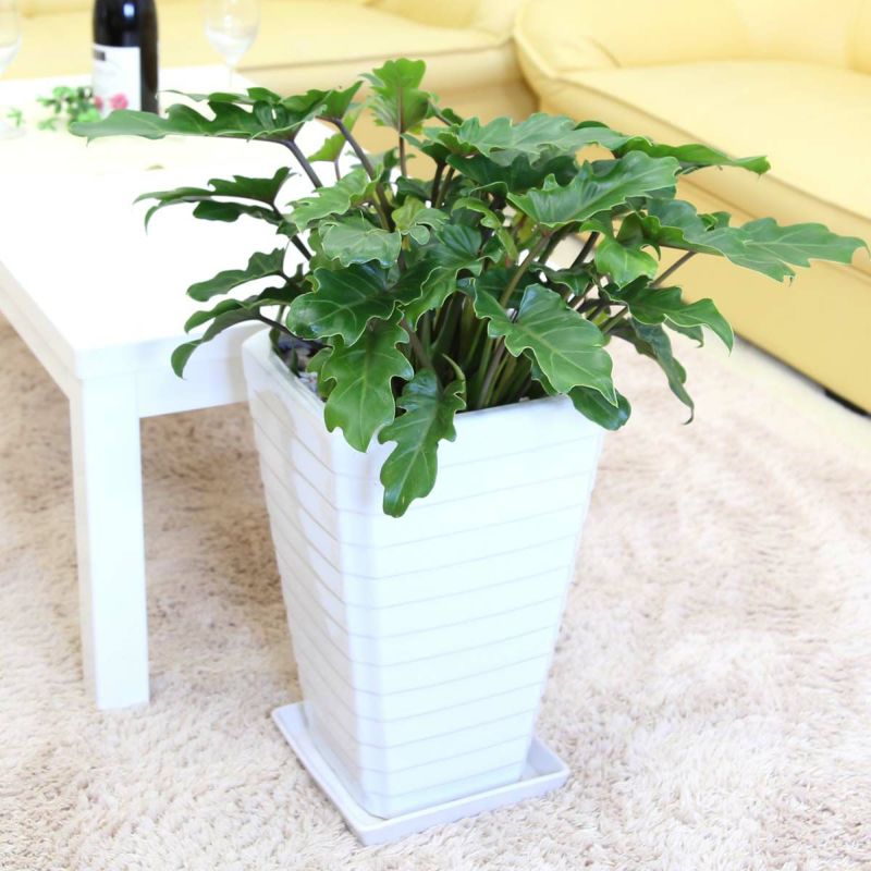 クッカバラ 8号 陶器 G 通販 販売｜観葉植物のブルーミングスケープ