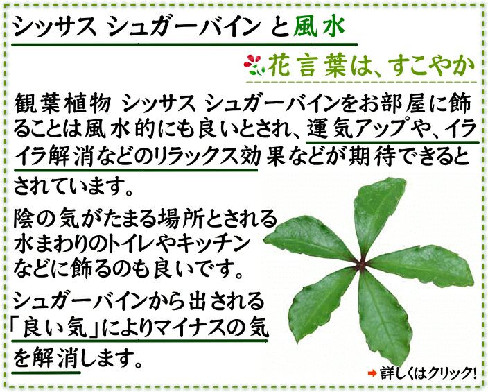 シッサス シュガーバインと風水