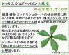 シッサス シュガーバインと風水